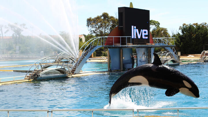 Happier days: Marineland in 2013.