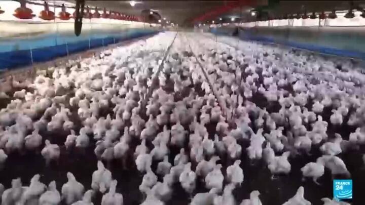 Mexico, Chile and Uruguay halt poultry imports from Brazil after bird flu outbreak